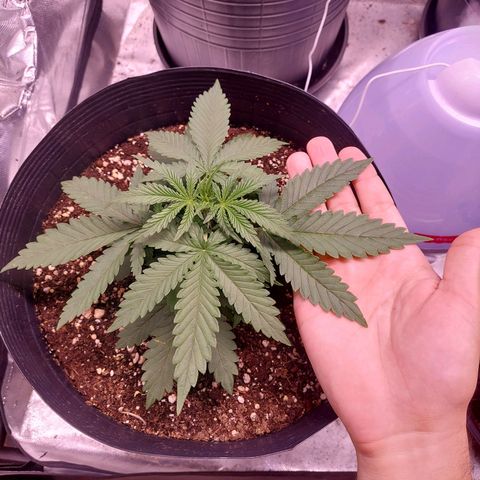 Mazine lemon haze growlog photo: Folhagem densa, caule firme. Já tem cheiro característico 