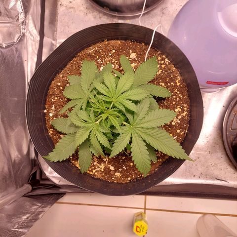 Mazine lemon haze growlog photo: Crescendo forte 