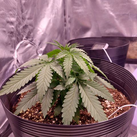 Mazine lemon haze growlog photo: Crescendo forte 