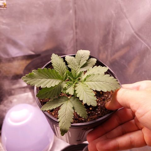 Super Lemon Pan growlog photo: Rega de 100ml na proporção de muda jovem