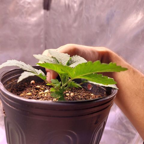 Super Lemon Pan growlog photo: Rega de 100ml na proporção de muda jovem