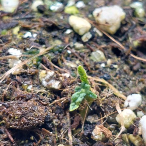 Branquinho 47 growlog photo: Ela não desistiu, então eu não desisti dela 