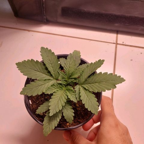 Super Lemon Pan growlog timeline photo