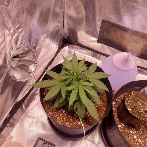 Mazine lemon haze growlog timeline photo