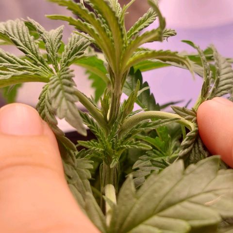 Mazine lemon haze growlog timeline photo