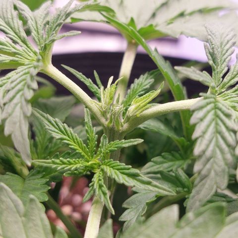Mazine lemon haze growlog timeline photo