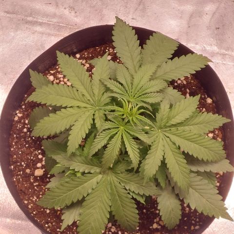 Mazine lemon haze growlog photo: Dia de topping! Rega de 1,5L com solução equivalente a muda jovem. 