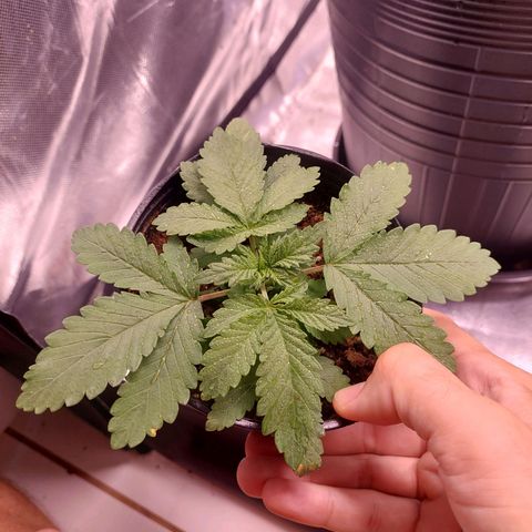 Super Lemon Pan growlog timeline photo