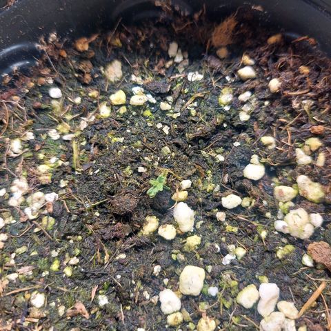 Branquinho 47 growlog photo: Está bem pequena, mas já saiu da germinação. Tem raiz formada já 
