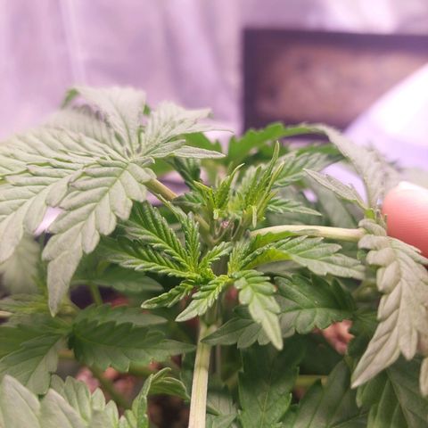 Mazine lemon haze growlog photo: Topping parece saudável