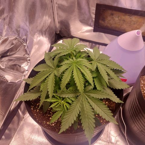 Mazine lemon haze growlog photo: Topping parece saudável