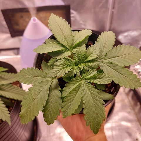 Super Lemon Pan growlog photo: Rega proporcional ao vaso e ao estágio da planta 