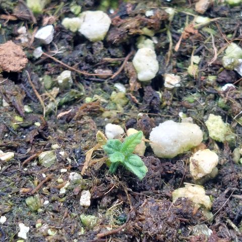 Branquinho 47 growlog photo: Vem ai
