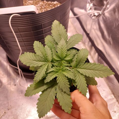Super Lemon Pan growlog photo: Rega proporcional ao tamanho do vaso e estágio da planta 