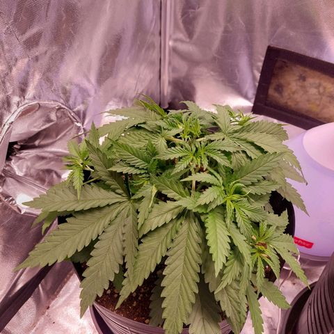 Mazine lemon haze growlog photo: Topping aparenta ter dado bom. Decidi deixar os galhos menores mais expostos, escondendo as folhas grandes em baixo deles 