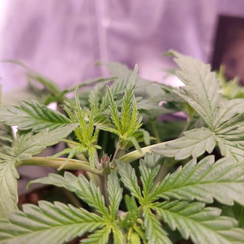 Mazine lemon haze growlog timeline photo