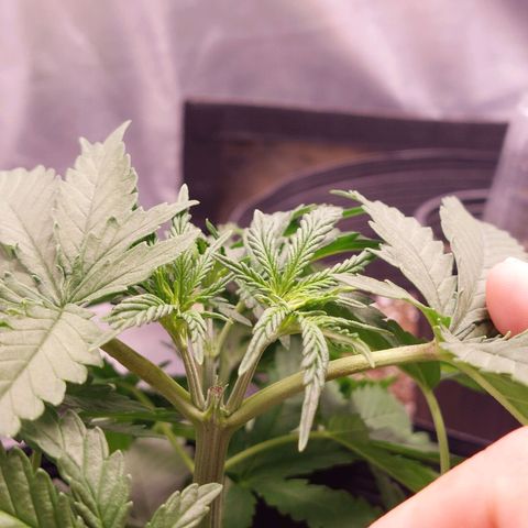 Mazine lemon haze growlog timeline photo