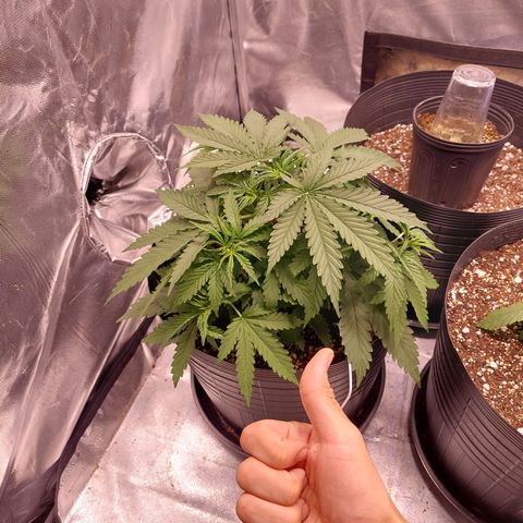 Mazine lemon haze growlog timeline photo