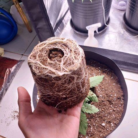 Super Lemon Pan growlog photo: Dia de casa nova! Terminei regando proporcionalmente a idade da planta e ao volume do vaso 