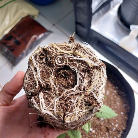 Super Lemon Pan growlog photo: Dia de casa nova! Terminei regando proporcionalmente a idade da planta e ao volume do vaso 