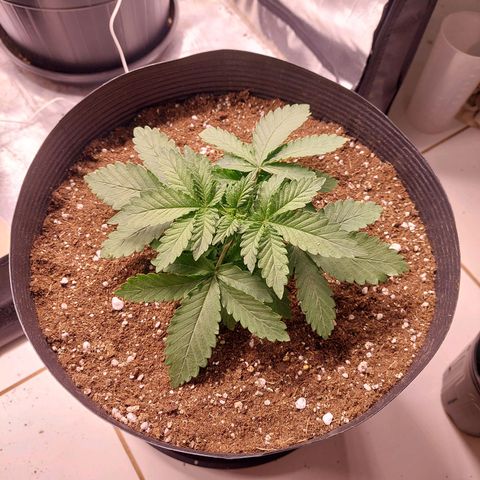 Super Lemon Pan growlog photo: Dia de casa nova! Terminei regando proporcionalmente a idade da planta e ao volume do vaso 