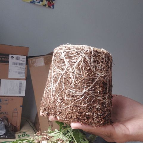 Super Lemon Pan growlog photo: Dia de casa nova! Terminei regando proporcionalmente a idade da planta e ao volume do vaso 