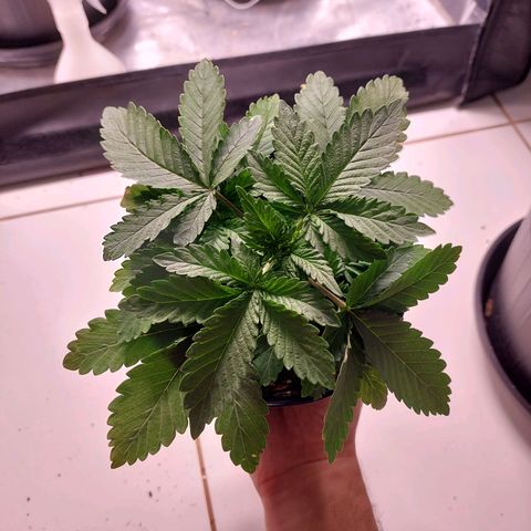 Super Lemon Pan growlog photo: Dia de casa nova! Terminei regando proporcionalmente a idade da planta e ao volume do vaso 