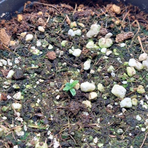 Branquinho 47 growlog photo: Vem aí 