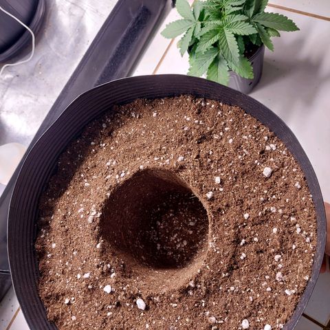 Super Lemon Pan growlog photo: Dia de casa nova! Terminei regando proporcionalmente a idade da planta e ao volume do vaso 