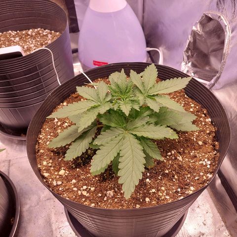 Super Lemon Pan growlog photo: Gostou bastante do novo vaso, já mostra crescimento 