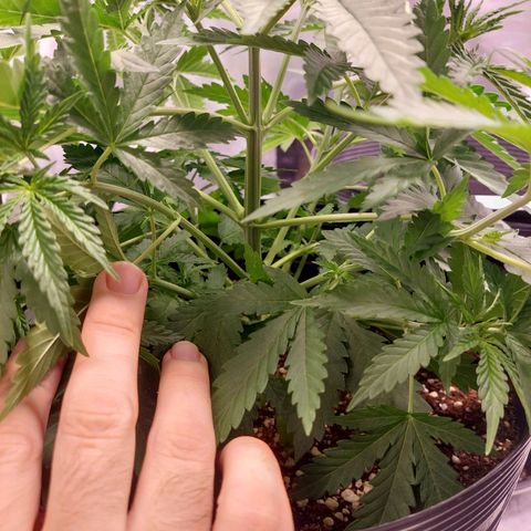Mazine lemon haze growlog timeline photo