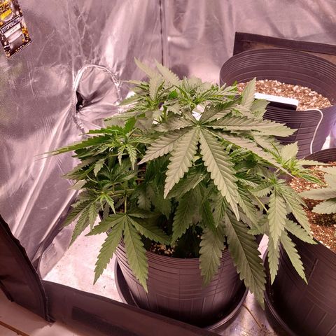 Mazine lemon haze growlog photo: Esta começando a esticar 