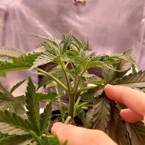 Mazine lemon haze growlog photo: Os novos dois galhos principais já estão se desenvolvendo bem 