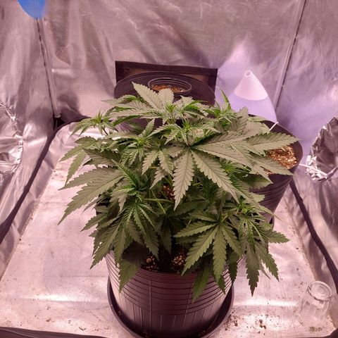 Mazine lemon haze growlog timeline photo