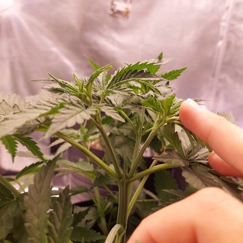 Mazine lemon haze growlog timeline photo