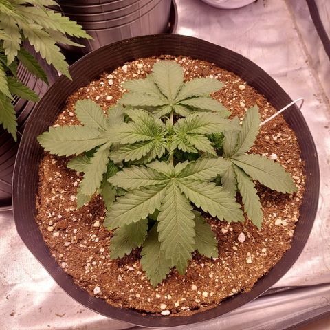 Super Lemon Pan growlog timeline photo