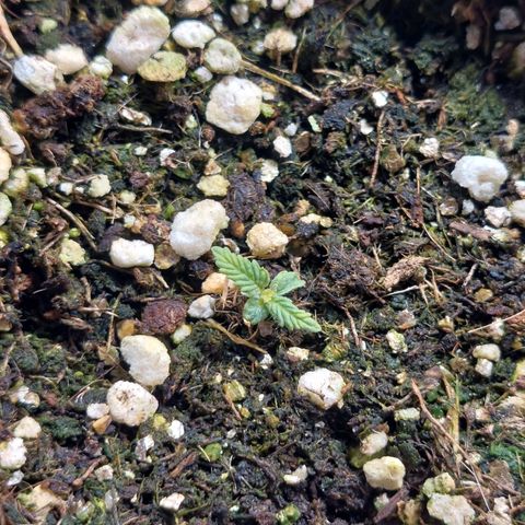 Branquinho 47 growlog timeline photo