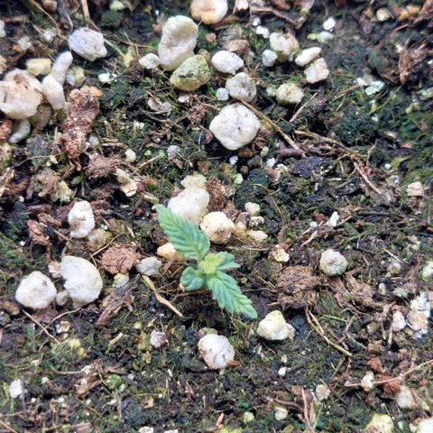 Branquinho 47 growlog timeline photo