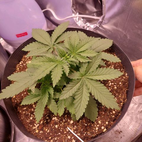 Super Lemon Pan growlog timeline photo
