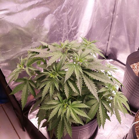 Mazine lemon haze growlog timeline photo