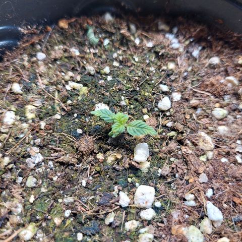 Branquinho 47 growlog photo: Tá indo 