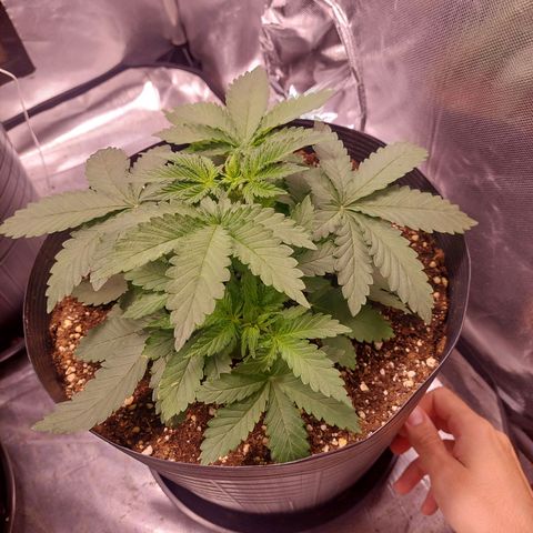Super Lemon Pan growlog timeline photo