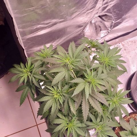 Mazine lemon haze growlog photo: Fiz rega hoje, além de umas amarras pra aumentar a área de luz. Tá muito grande e saudável 