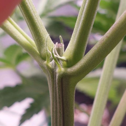 Mazine lemon haze growlog photo: Já vejo os cabelinhos 