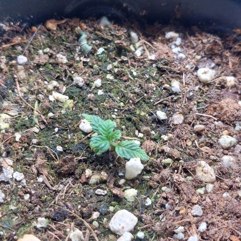 Branquinho 47 growlog timeline photo