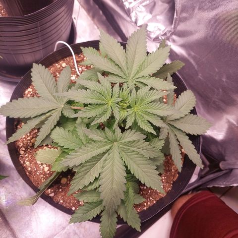 Super Lemon Pan growlog timeline photo