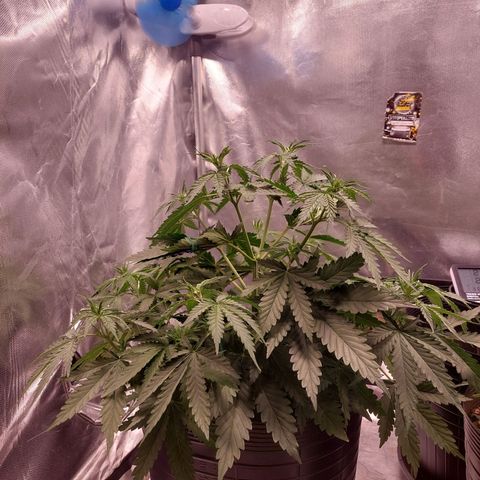 Mazine lemon haze growlog timeline photo