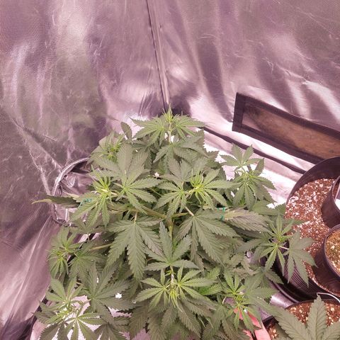 Mazine lemon haze growlog timeline photo