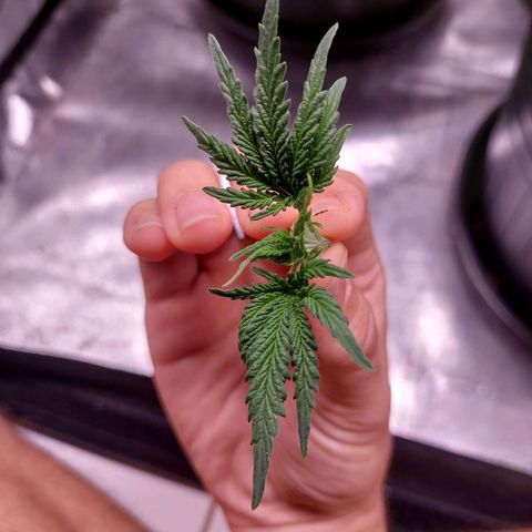 Super Lemon Pan growlog photo: Dia de topping 🤟