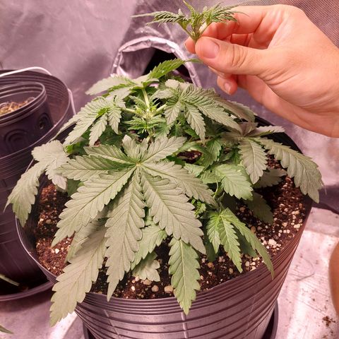 Super Lemon Pan growlog photo: Dia de topping 🤟